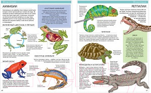 Изображение товара Энциклопедия CLEVER Большая детская энциклопедия (Барсотти И.)