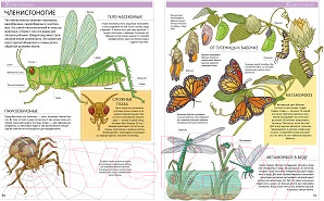 Изображение товара Энциклопедия CLEVER Большая детская энциклопедия (Барсотти И.)