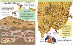 Изображение товара Энциклопедия CLEVER Большая детская энциклопедия (Барсотти И.)