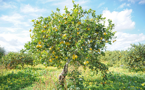 Изображение товара Книга КоЛибри Лимон:от корки до корки.Яркие рецепты с цитрусовыми нотками (Шредер Дж.)