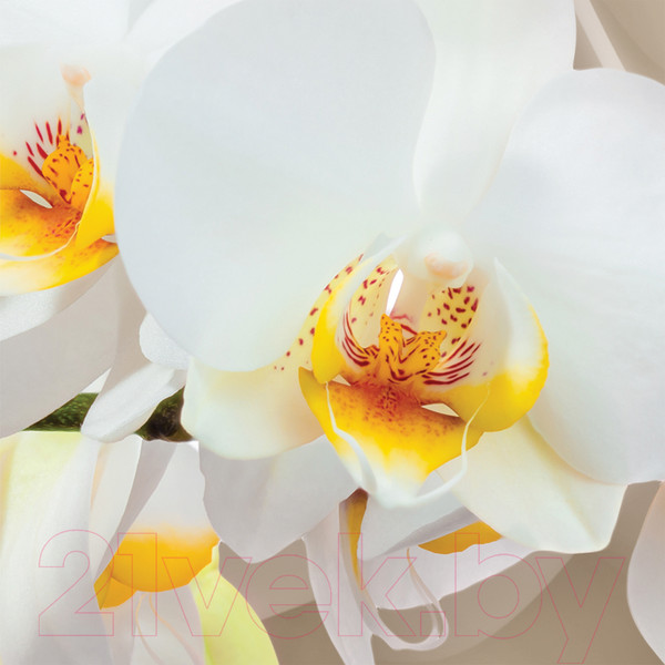 Изображение товара Фотообои листовые Citydecor Цветочный декор 6 3D (500x254)