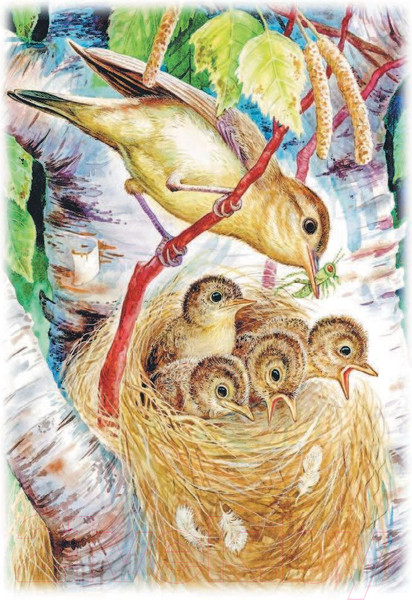 Изображение товара Книга АСТ Рассказы о животных (Бианки В.В.)