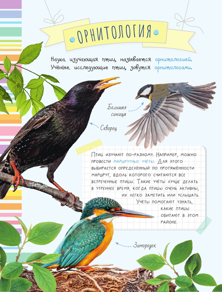 Изображение товара Энциклопедия АСТ Птицы. Мой первый определитель природы, полумягкая обложка (Рахчеева Мария)