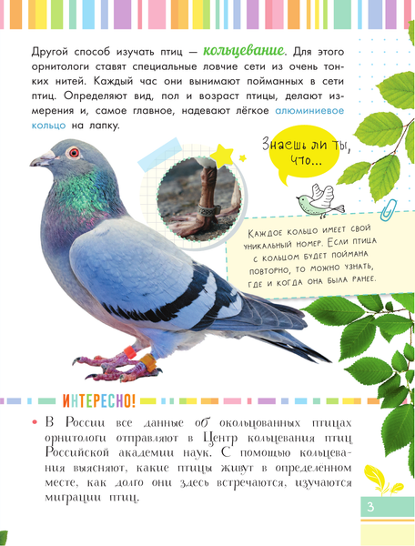 Изображение товара Энциклопедия АСТ Птицы. Мой первый определитель природы, полумягкая обложка (Рахчеева Мария)