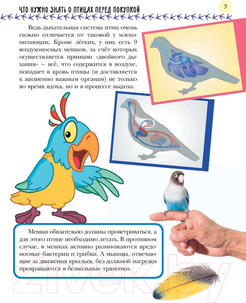 Изображение товара Энциклопедия АСТ Птицы. Мой первый питомец (Аронова Н.Л.)