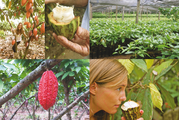 Изображение товара Книга КоЛибри Шоколандия.Секреты шоколада и лучшие рецепты (Финаз В.)