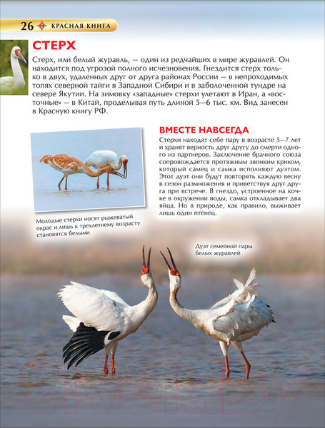 Изображение товара Энциклопедия Росмэн Детская. Красная книга