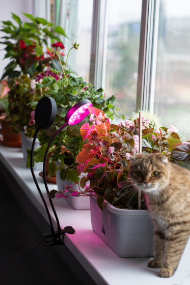 Изображение товара Светильник для растений ЭРА FITO-20W-АLED-R / Б0053290