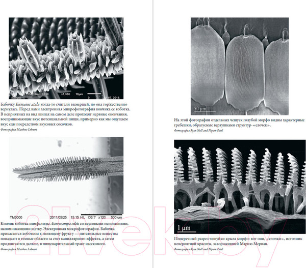 Изображение товара Книга Альпина Язык бабочек (Уильямс В.)