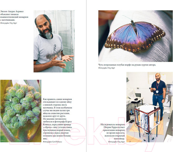 Изображение товара Книга Альпина Язык бабочек (Уильямс В.)