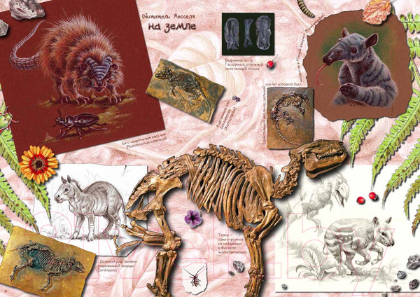 Изображение товара Книга Пешком в историю Ида. Взгляд из прошлого (Хюрум Й.)