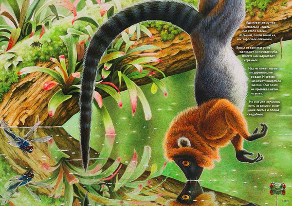 Изображение товара Книга Пешком в историю Ида. Взгляд из прошлого (Хюрум Й.)