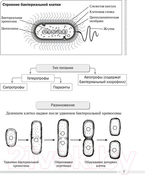 Изображение товара Учебное пособие Аверсэв Биология. 7 класс. Опорные конспекты, схемы и таблицы (Лисов Н.Д.)