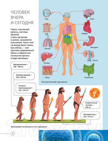 Изображение товара Энциклопедия АСТ Все о теле человека