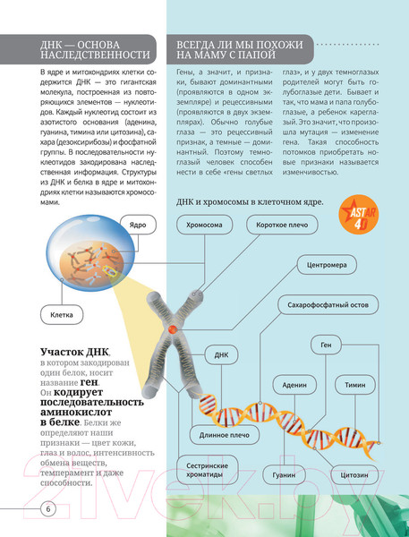 Изображение товара Энциклопедия АСТ Все о теле человека
