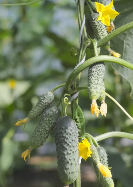 Изображение товара Семена Агрофирма Партнер Партнер Огурец Антисипатор F1 (5шт)