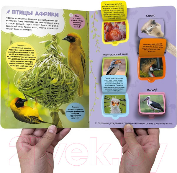 Изображение товара Развивающая книга Malamalama Первые знания малыша. Саванна. С окошками