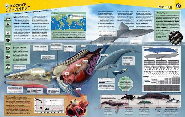 Изображение товара Книга АСТ Гиннесс. Мировые рекорды 2016