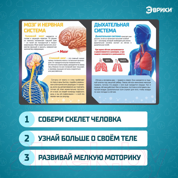 Изображение товара Научная игра Эврики Скелет человека / 7647805