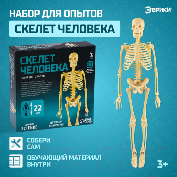 Изображение товара Научная игра Эврики Скелет человека / 7647805