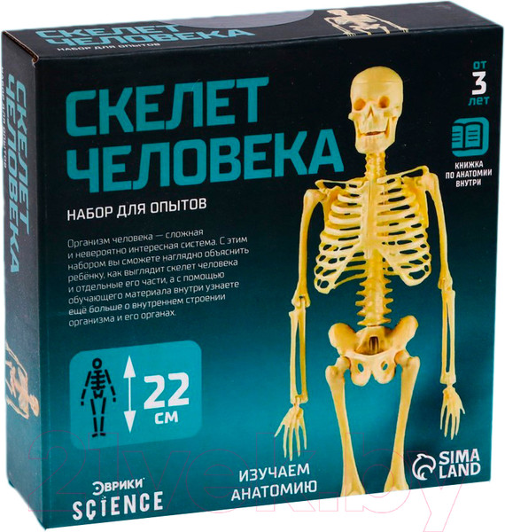 Изображение товара Научная игра Эврики Скелет человека / 7647805