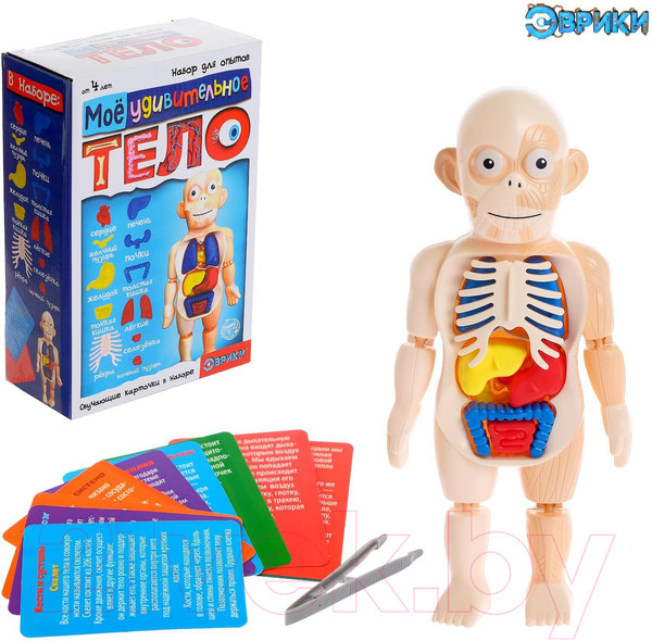 Изображение товара Научная игра Эврики Мое удивительное тело / 5483302