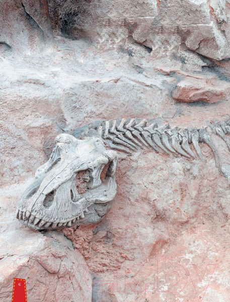 Изображение товара Энциклопедия АСТ Динозавры в вопросах и ответах (Чукавин А.А.)