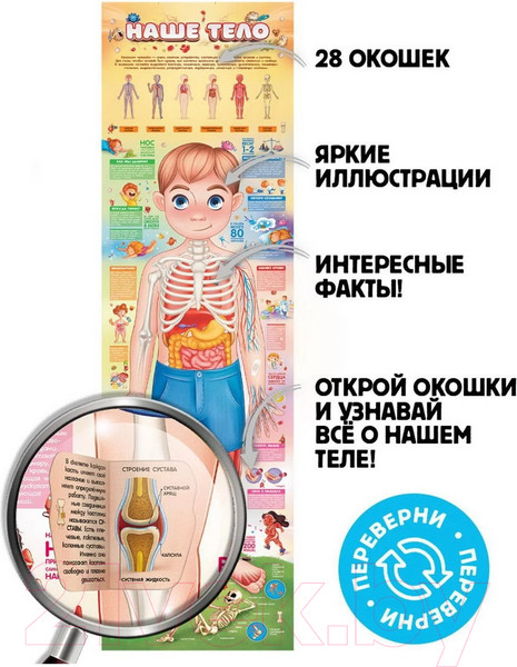 Изображение товара Развивающий плакат Malamalama С окошками. Мое тело