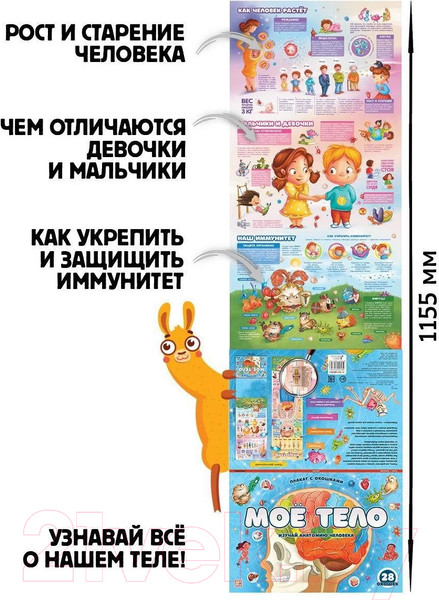 Изображение товара Развивающий плакат Malamalama С окошками. Мое тело