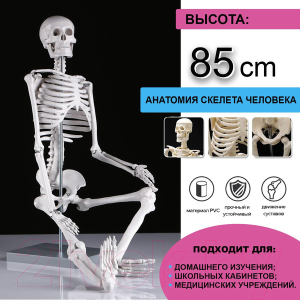 Изображение товара Анатомическая модель Sima-Land Скелет человека 85см / 5076754