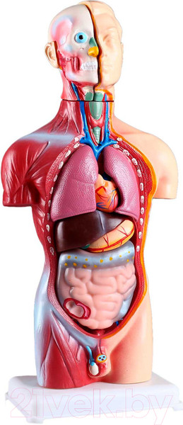 Изображение товара Анатомическая модель Sima-Land Торс человека 42см / 4623263
