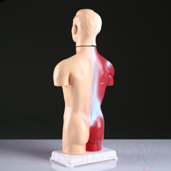 Изображение товара Анатомическая модель Sima-Land Торс человека 42см / 4623263