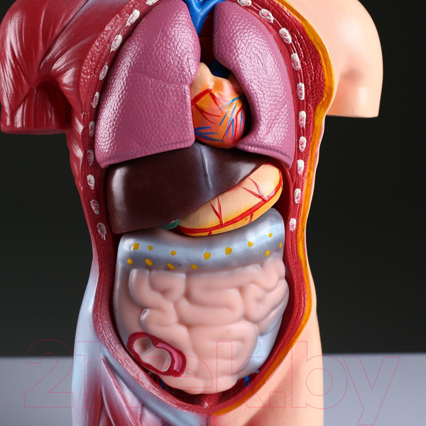 Изображение товара Анатомическая модель Sima-Land Торс человека 42см / 4623263