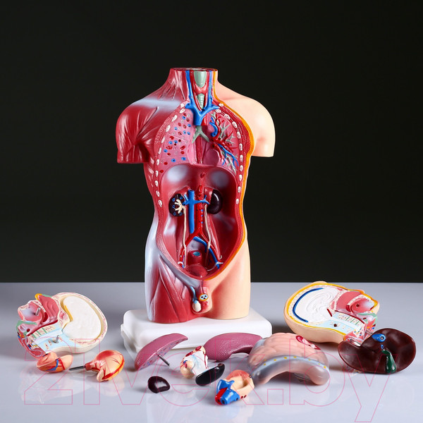 Изображение товара Анатомическая модель Sima-Land Торс человека 42см / 4623263