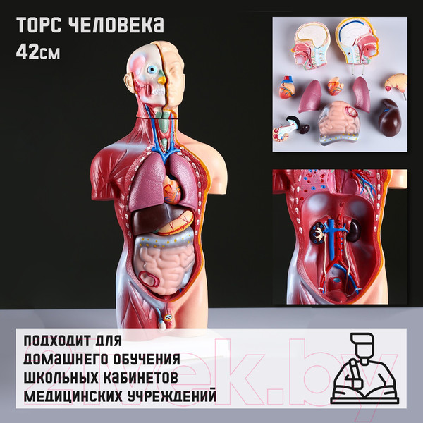 Изображение товара Анатомическая модель Sima-Land Торс человека 42см / 4623263