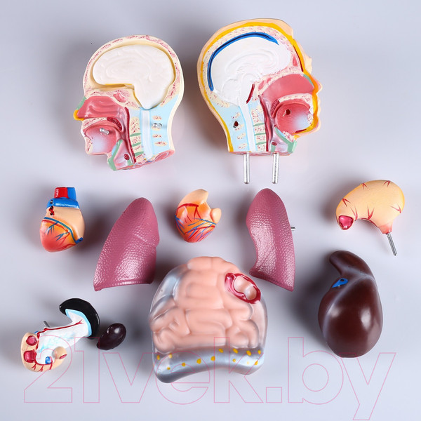 Изображение товара Анатомическая модель Sima-Land Торс человека 42см / 4623263