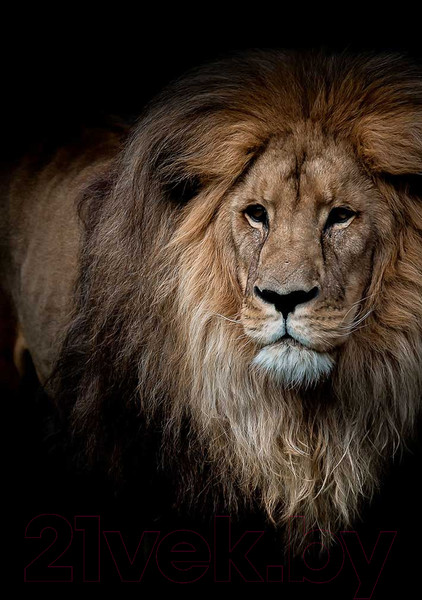 Изображение товара Картина на стекле Stamprint Могучий лев AN002 (100x70)