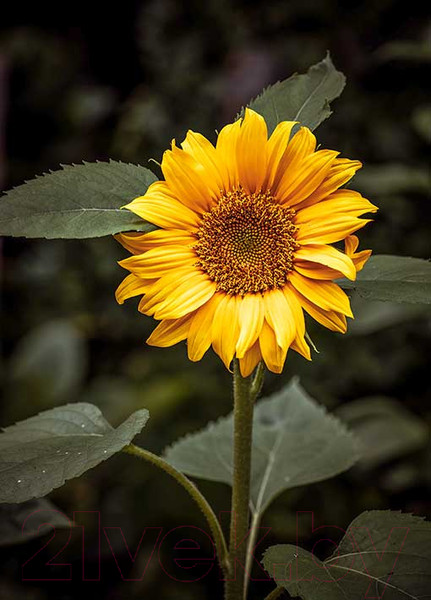 Изображение товара Картина на стекле Stamprint Цветок солнца AR016 (70x50)