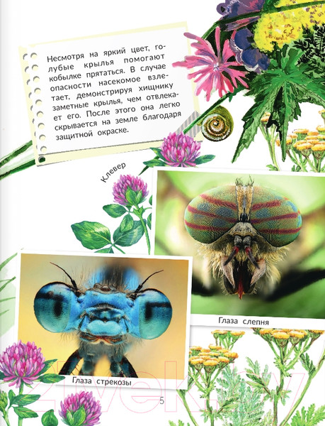 Изображение товара Энциклопедия АСТ Сколько глаз у стрекозы? (Танасийчук В.Н.)