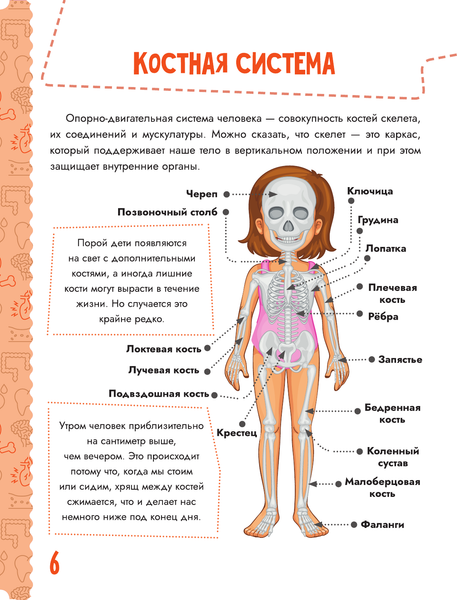 Изображение товара Энциклопедия АСТ Тело человека, мягкая обложка