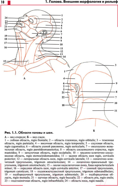 Изображение товара Книга АСТ Анатомия Головы с нейроанатомией (Самусев Р.П.)