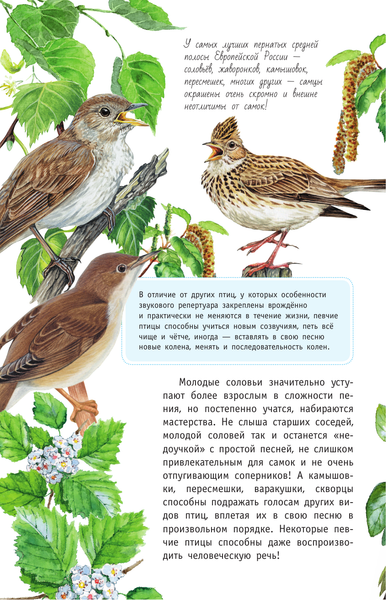 Изображение товара Энциклопедия АСТ Певчие птицы. Определитель с голосами птиц (Архипов Владимир, Коблик Евгений)
