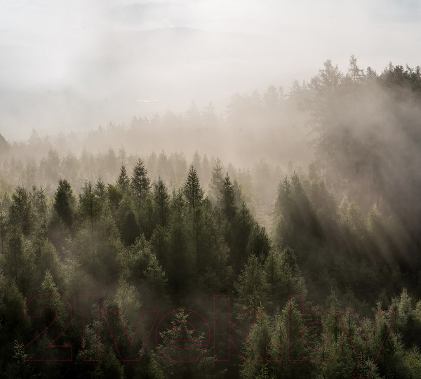 Изображение товара Фотообои листовые Vimala Солнечный лес 5 (270x300)