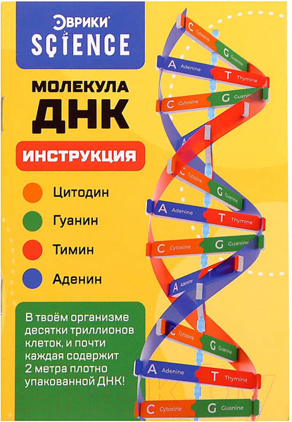 Изображение товара Набор для опытов Эврики Молекула ДНК / 9176778