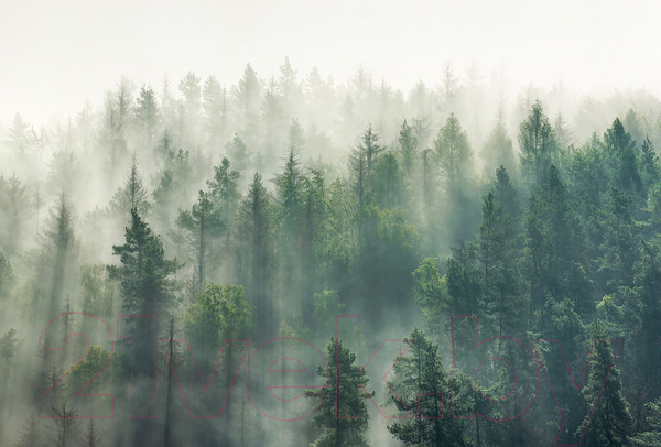 Изображение товара Фотообои листовые Vimala Солнечный лес 4 (270x400)