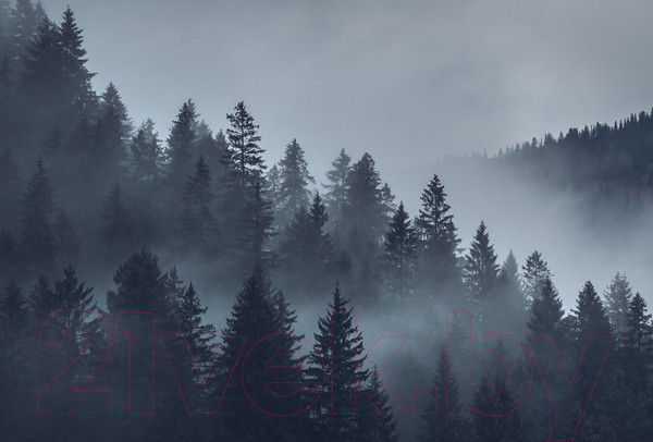 Изображение товара Фотообои листовые Vimala Серый лес (270x400)