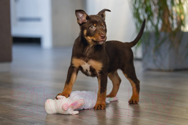 Изображение товара Игрушка для собак Beeztees Единорог / 619460