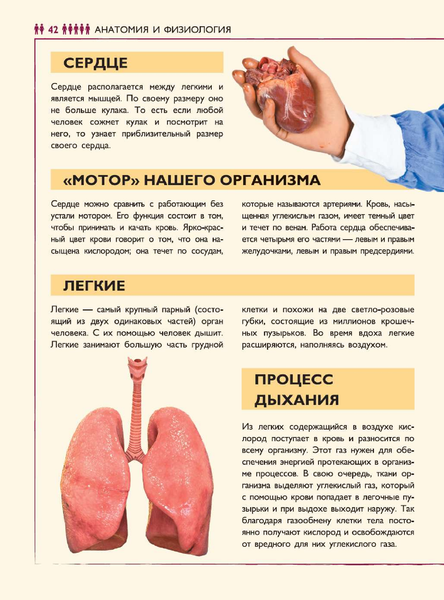 Изображение товара Энциклопедия АСТ Человек. Энциклопедия для детей (Гусев Е.В.)