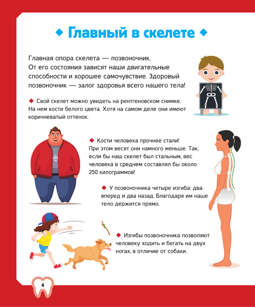 Изображение товара Энциклопедия АСТ Тело человека (2023) (Спектор Анна)