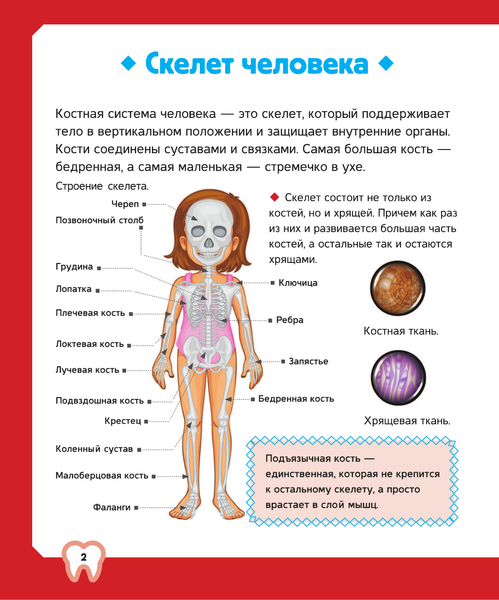 Изображение товара Энциклопедия АСТ Тело человека (2023) (Спектор Анна)